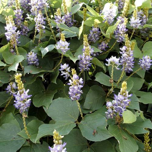 Ge Gen (Kudzu roots) plant