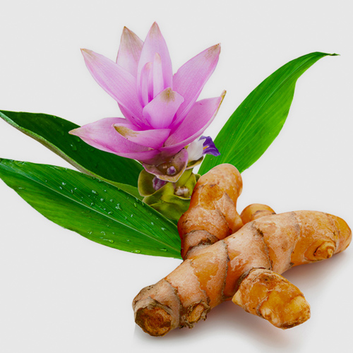 Jiang Huang (Turmeric) as TCM ingredient