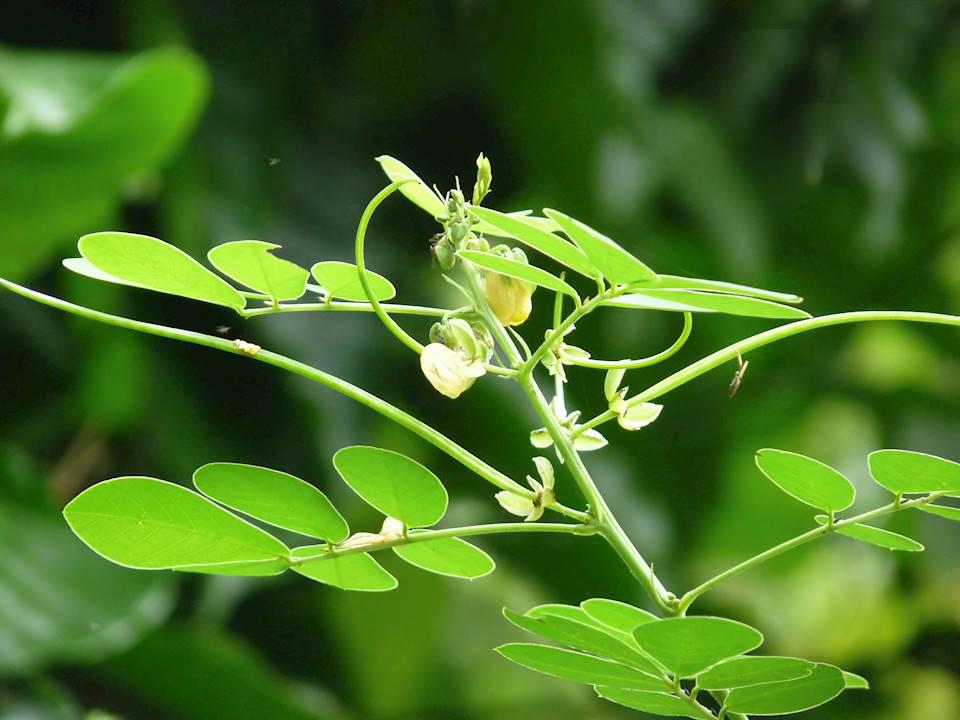 Jue Ming Zi (Cassia seeds) plant