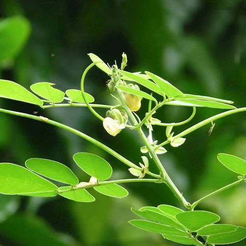 Jue Ming Zi (Cassia seeds) plant