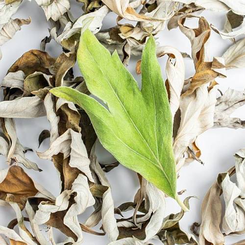 Ai Ye (Silvery wormwood leaves) plant