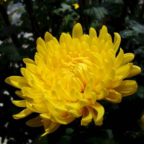 Ju Hua (Chrysanthemum flowers) plant