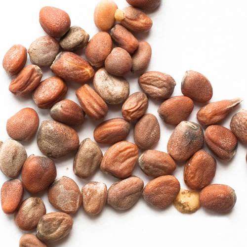 Lai Fu Zi (Radish seeds) as TCM ingredient