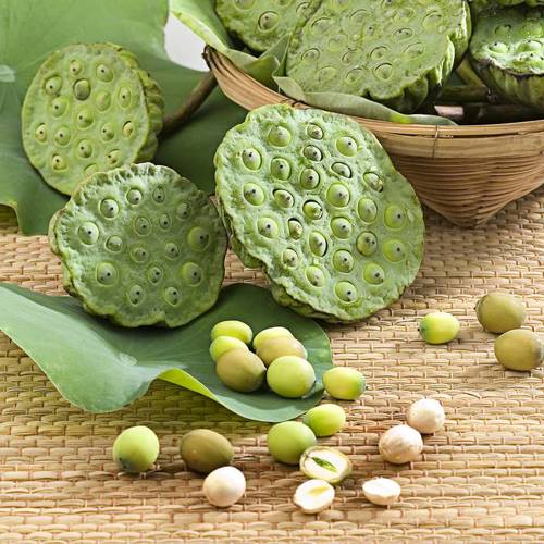Lian Zi (Lotus seeds) plant