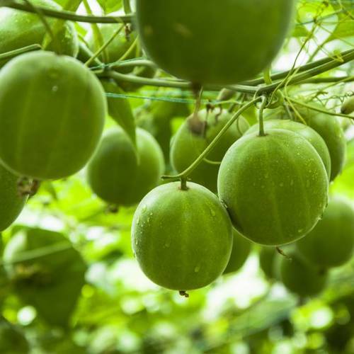 Luo Han Guo (Monk fruits) plant