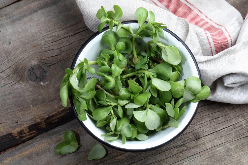 Ma Chi Xian (Purslane) plant