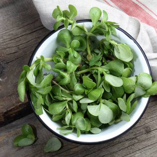 Ma Chi Xian (Purslane) plant
