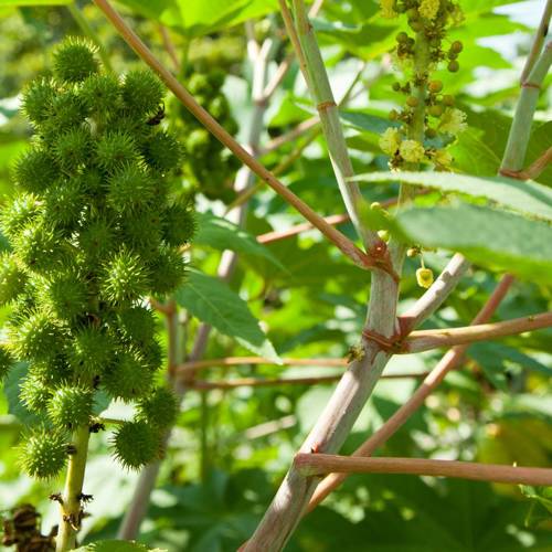 Bi Ma Zi (Castor beans) plant