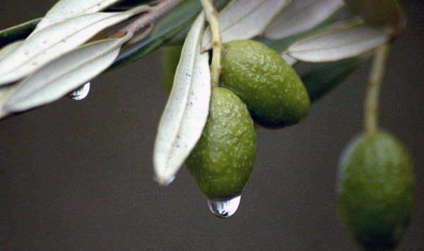 Pang Da Hai (Malva nuts) plant