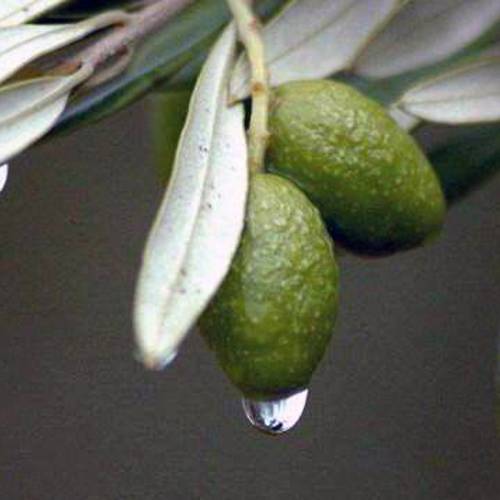 Pang Da Hai (Malva nuts) plant