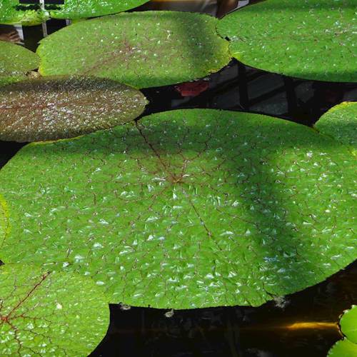 Qian Shi (Foxnut seeds) plant