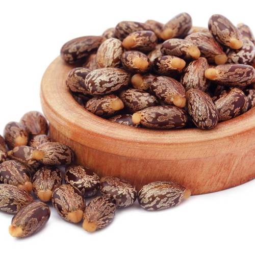 Bi Ma Zi (Castor beans) as TCM ingredient