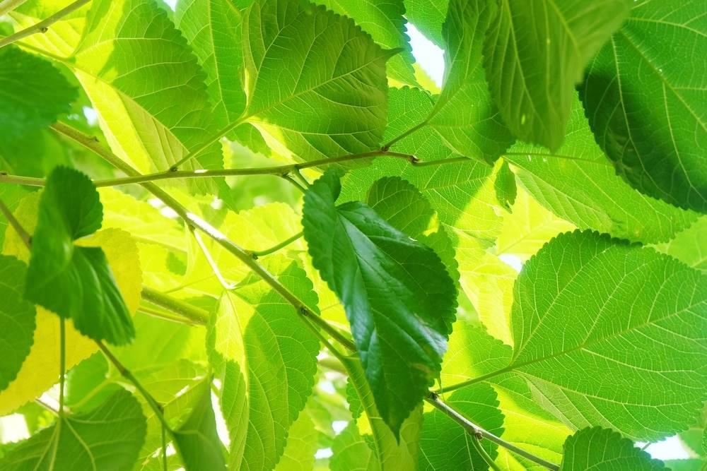 Sang Ye (Mulberry leaves) plant