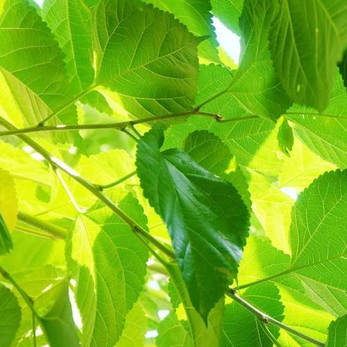 Sang Ye (Mulberry leaves) plant