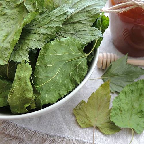 Sang Ye (Mulberry leaves) as TCM ingredient