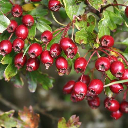 Shan Zha (Hawthorn berries) plant