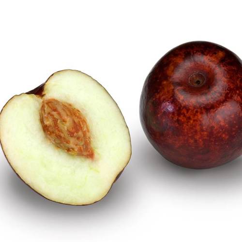 Suan Zao Ren (Jujube seeds) plant