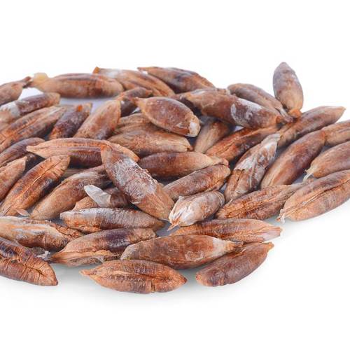 Suan Zao Ren (Jujube seeds) as TCM ingredient