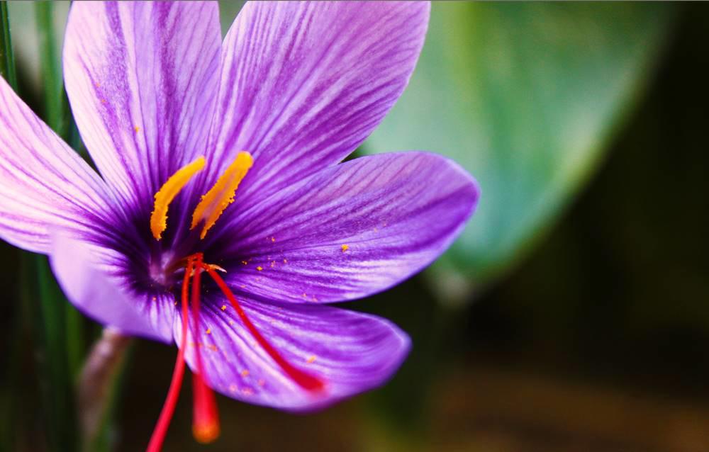 Xi Hong Hua (Saffron) plant