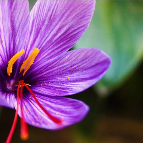 Xi Hong Hua (Saffron) plant