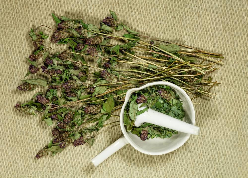 Xia Ku Cao (Heal-all spikes) as TCM ingredient