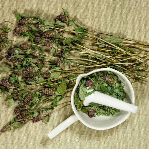 Xia Ku Cao (Heal-all spikes) as TCM ingredient