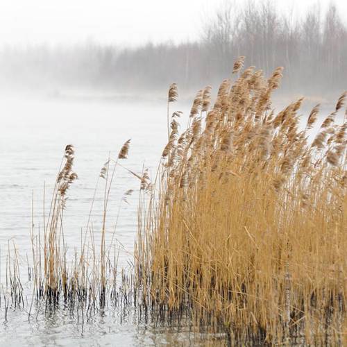 Lu Gen (Common reed rhizomes) plant