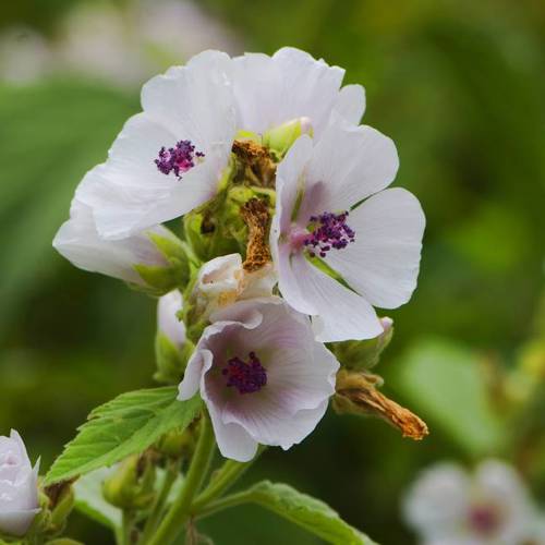 Yao Shu Kui (Marshmallow root) plant