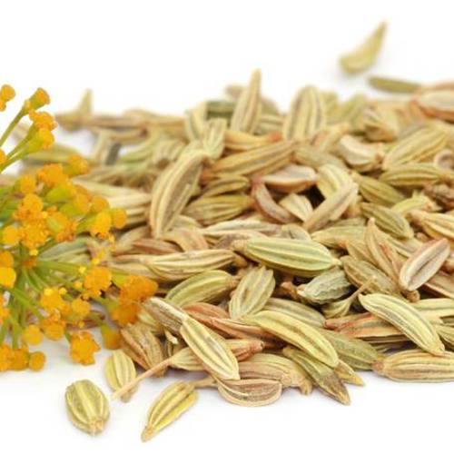 Xiao Hui Xiang (Fennel seeds) plant