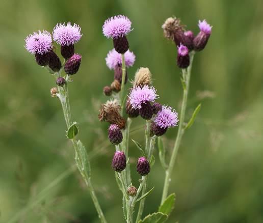 Xiao Ji (Field thistles) plant