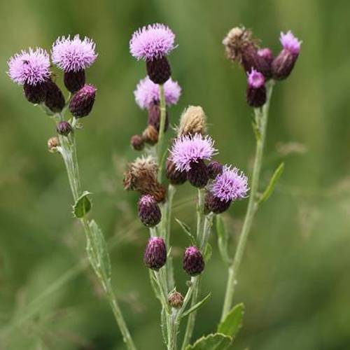 Xiao Ji (Field thistles) plant