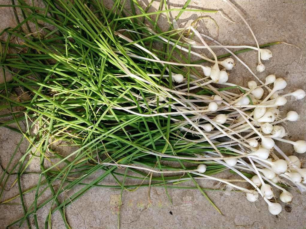 Xie Bai (Long-stamen onion bulbs) plant