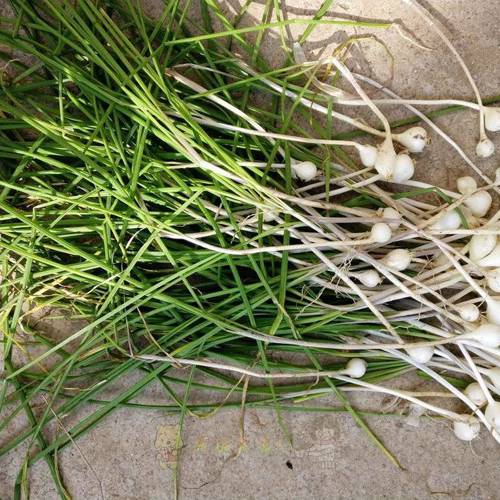 Xie Bai (Long-stamen onion bulbs) plant