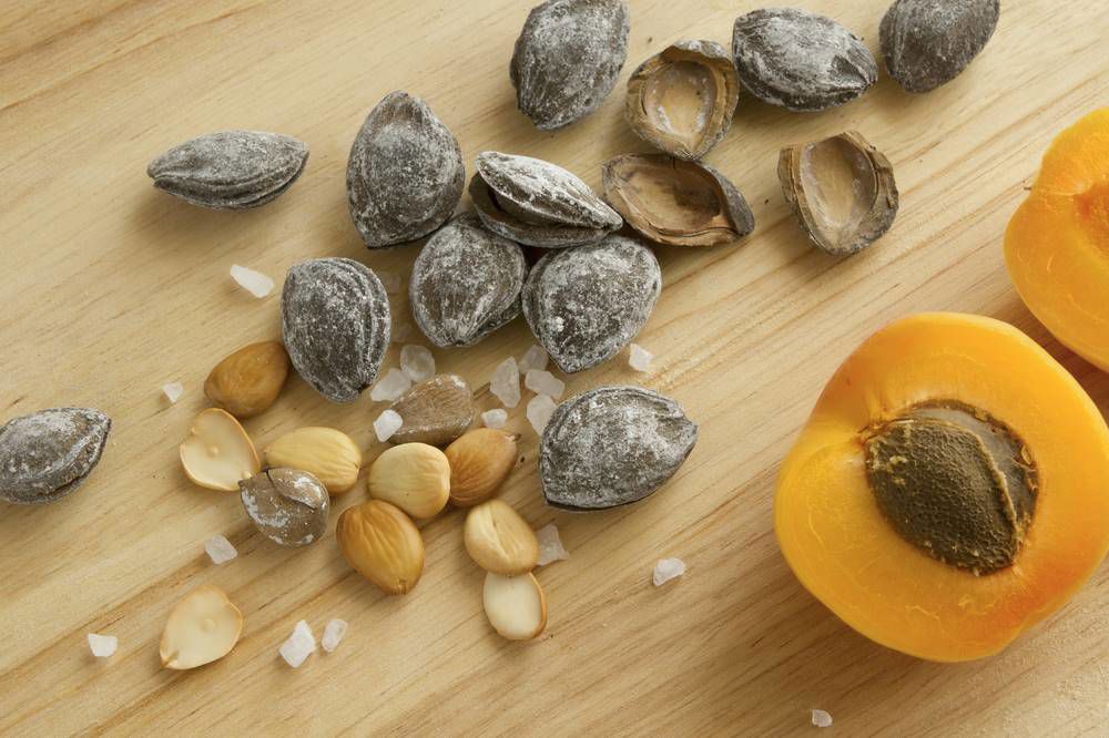 Xing Ren (Bitter apricot kernel) - TCM Herb | Me & Qi