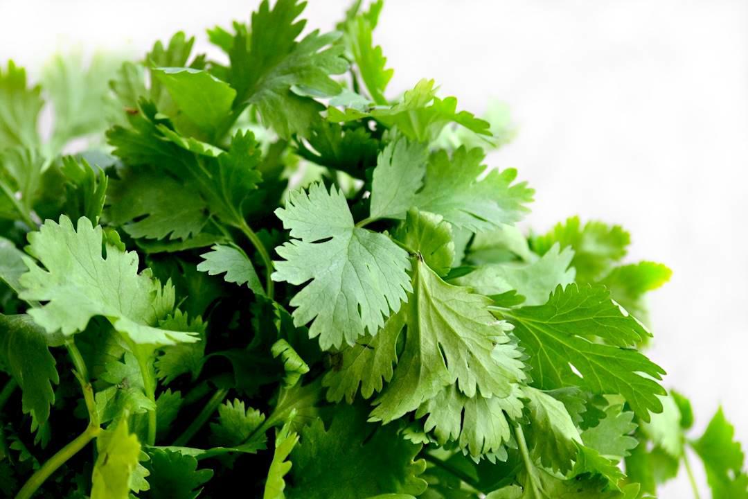 Hu Sui (Coriander) plant