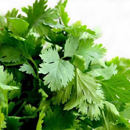 Hu Sui (Coriander) plant
