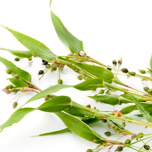 Yi Yi Ren (Job's tears) plant