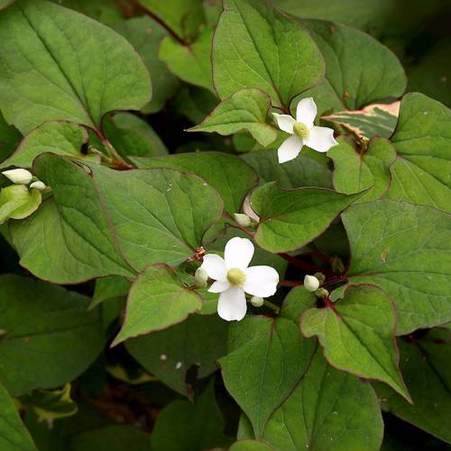 Yu Xing Cao (Houttuynia) plant