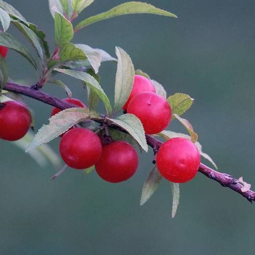 Yu Li Ren (Bush cherry pits) plant