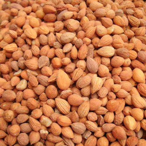 Yu Li Ren (Bush cherry pits) as TCM ingredient