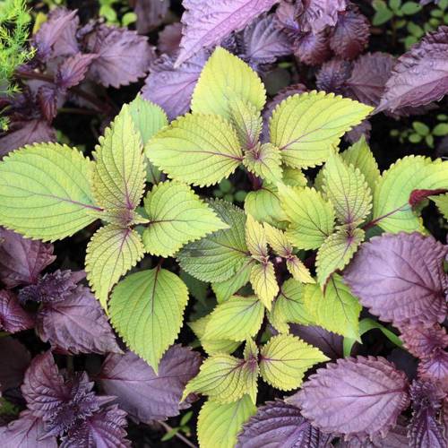 Zi Su Ye (Perilla leaves) plant