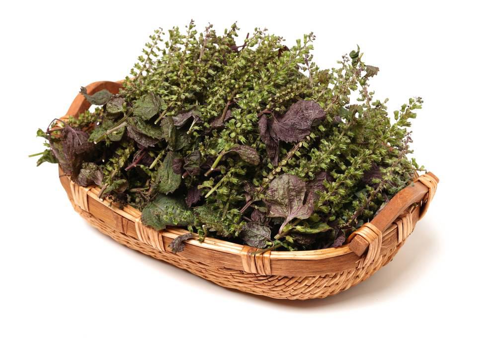 Zi Su Zi (Perilla seeds) plant