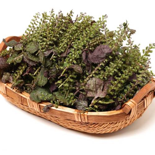 Zi Su Zi (Perilla seeds) plant