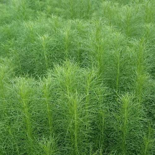 Yin Chen (Virgate wormwood) plant