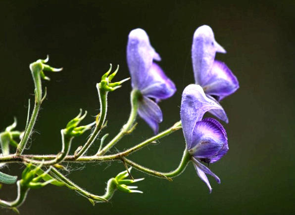 Zhi Fu Zi (Prepared aconite) plant