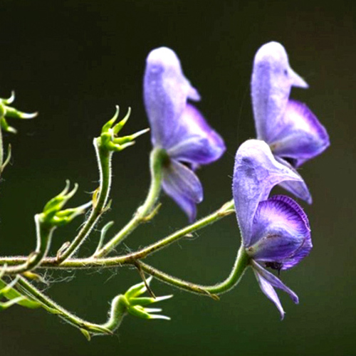 Zhi Fu Zi (Prepared aconite) plant