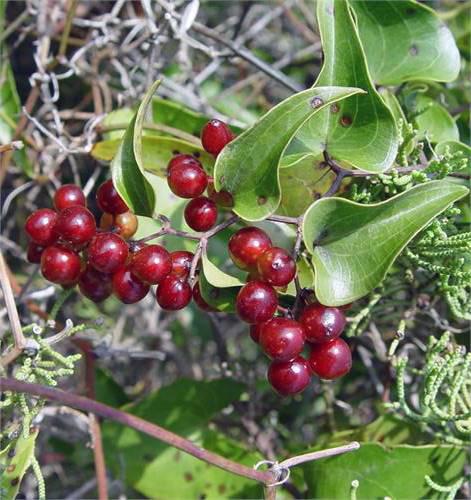Tu Fu Ling (Smilax glabra roots) plant
