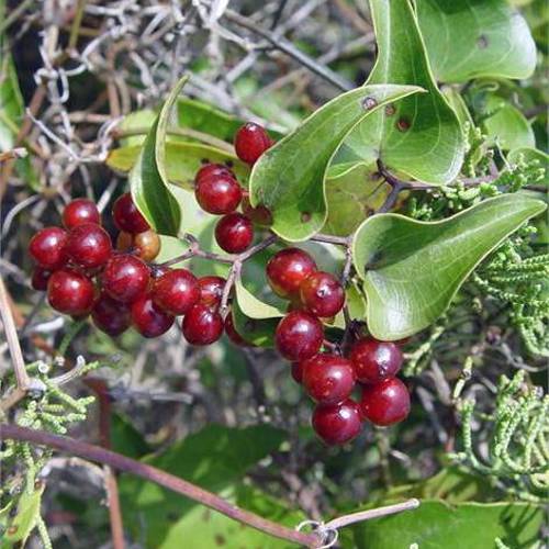 Tu Fu Ling (Smilax glabra roots) plant