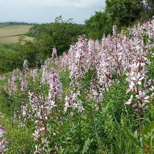 Bai Xian Pi (Dittany root bark) plant