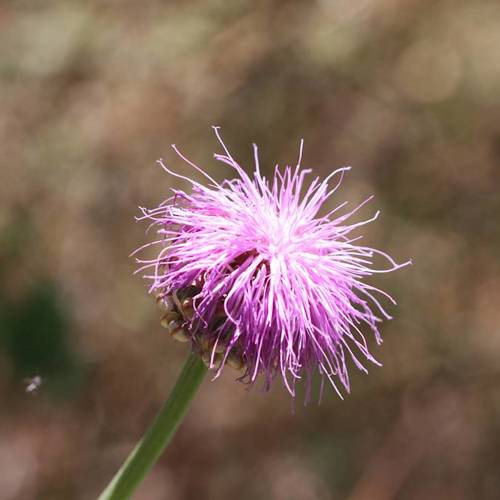 Lou Lu (Maral roots) plant